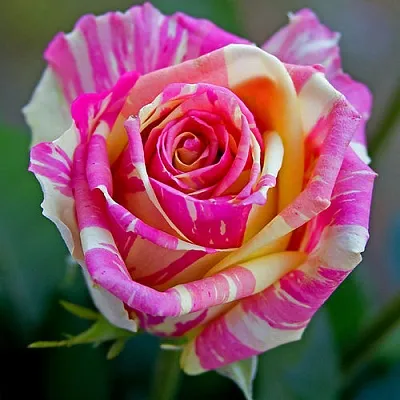 Саженцы роз ФИЕСТА чайно-гибридная  Саженцы роз ФИЕСТА чайно-гибридная в Ростове-на-Дону