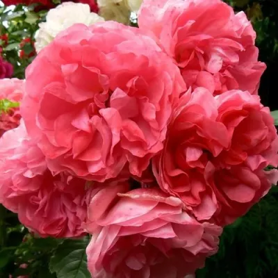 Саженцы роз РОЗАРИУМ ЮТЕРСОН плетистая в Ростове-на-Дону