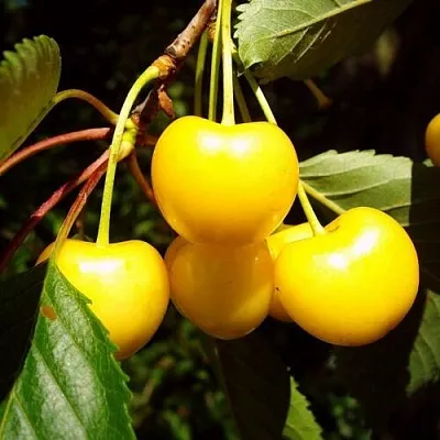 Черешня ЖУРБА  Черешня ЖУРБА в Ростове-на-Дону