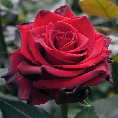 Саженцы роз ЭКСПЛОРЕР чайно-гибридная  Саженцы роз ЭКСПЛОРЕР чайно-гибридная в Ростове-на-Дону