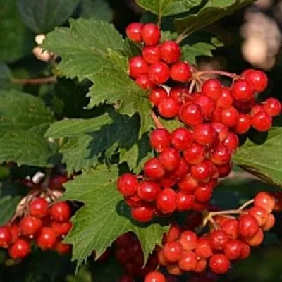 Калина  Калина в Ростове-на-Дону