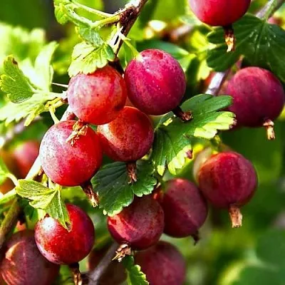 Крыжовник САДКО  Крыжовник САДКО в Ростове-на-Дону