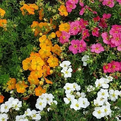 Лапчатка  Лапчатка в Ростове-на-Дону