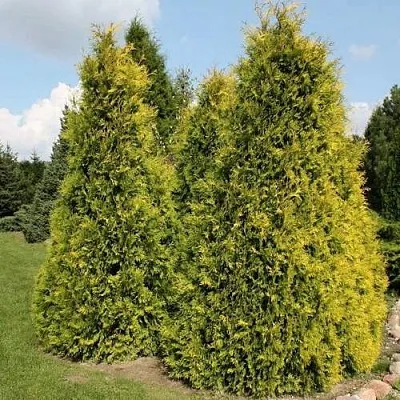 Туя АУРЕОСПИКАТА западная  Туя АУРЕОСПИКАТА западная в Ростове-на-Дону