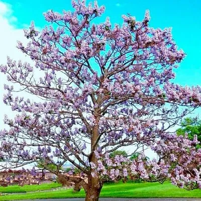 Павловния  Павловния в Ростове-на-Дону