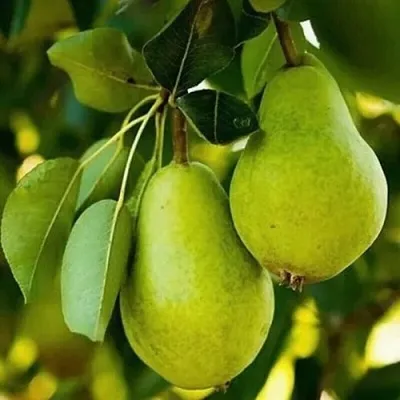 Груша СЕВЕРЯНКА колонновидная  Груша СЕВЕРЯНКА колонновидная в Ростове-на-Дону