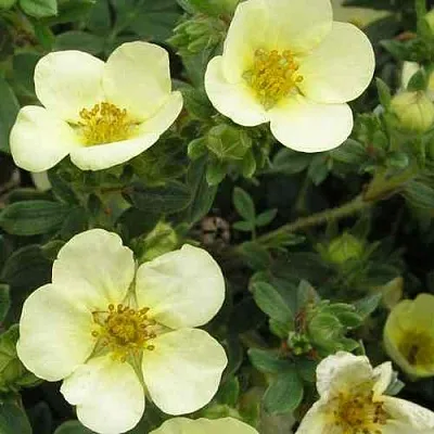 Лапчатка ЭЛИЗАБЕТ кустарниковая  Лапчатка ЭЛИЗАБЕТ кустарниковая в Ростове-на-Дону