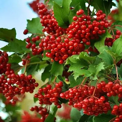 Калина ТАЕЖНЫЕ РУБИНЫ  Калина ТАЕЖНЫЕ РУБИНЫ в Ростове-на-Дону