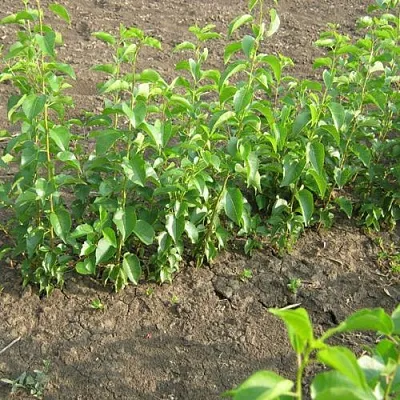 Подвой вишни АНТИПКА  Подвой вишни АНТИПКА в Ростове-на-Дону