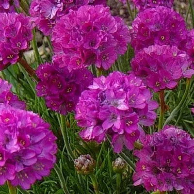 Армерия МОНИНГ СТАР ДИП РОУЗ  Армерия МОНИНГ СТАР ДИП РОУЗ в Ростове-на-Дону