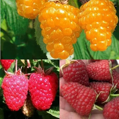 Комплект ЗОЛОТАЯ МАЛИНА в Ростове-на-Дону