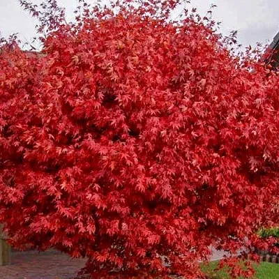 Клен гиннала   Клен гиннала  в Ростове-на-Дону