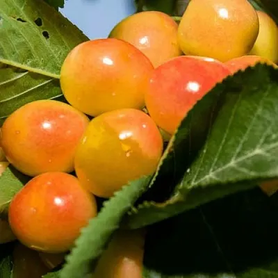 Дюк (черевишня) БЕЛОЧКА  Дюк (черевишня) БЕЛОЧКА в Ростове-на-Дону