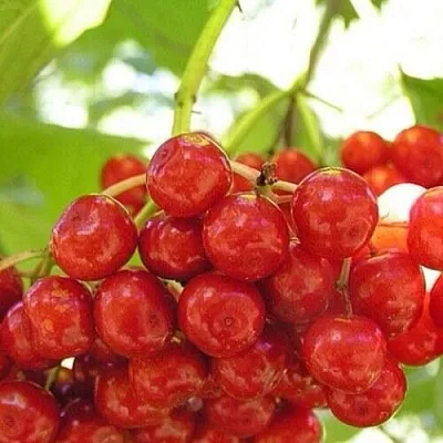 Калина КИЕВСКАЯ САДОВАЯ  Калина КИЕВСКАЯ САДОВАЯ в Ростове-на-Дону