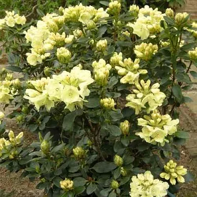 Рододендрон ГОЛДКРОН  Рододендрон ГОЛДКРОН в Ростове-на-Дону