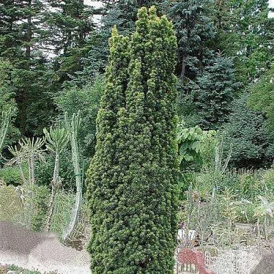 Тис ФАСТИГИАТА РОБУСТА  ягодный   Тис ФАСТИГИАТА РОБУСТА  ягодный  в Ростове-на-Дону