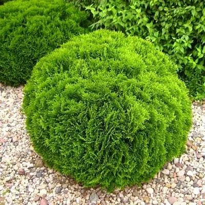 Туя ДАНИКА западная  Туя ДАНИКА западная в Ростове-на-Дону