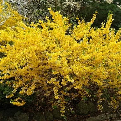 Форзиция ГОЛДЗАУБЕР средняя  Форзиция ГОЛДЗАУБЕР средняя в Ростове-на-Дону