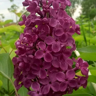 Сирень ИНДИЯ в Ростове-на-Дону