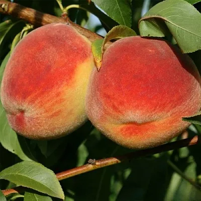 Персик МАРИЯ  Персик МАРИЯ в Ростове-на-Дону