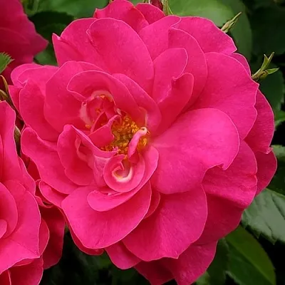 Саженцы роз ДЖОРДЖ ВАНКУВЕР флорибунда  Саженцы роз ДЖОРДЖ ВАНКУВЕР флорибунда в Ростове-на-Дону