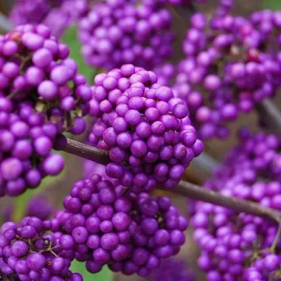 Красивоплодник  Красивоплодник в Ростове-на-Дону