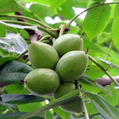 Орех маньчжурский МИЧУРИНЕЦ  Орех маньчжурский МИЧУРИНЕЦ в Ростове-на-Дону