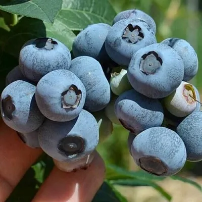 Голубика НЕЛЬСОН  Голубика НЕЛЬСОН в Ростове-на-Дону