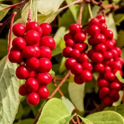 Лимонник КОСТИК китайский  Лимонник КОСТИК китайский в Ростове-на-Дону