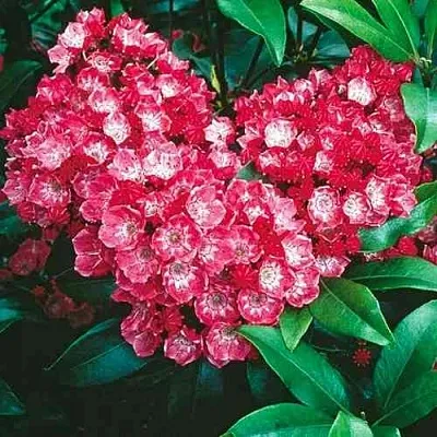 Кальмия КАРДИНАЛ  Кальмия КАРДИНАЛ в Ростове-на-Дону