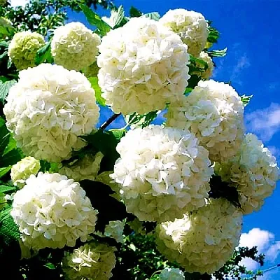 Калина БУЛЬДЕНЕЖ  Калина БУЛЬДЕНЕЖ в Ростове-на-Дону