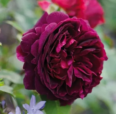 Саженцы роз МАНСТЕД ВУД английская  Саженцы роз МАНСТЕД ВУД английская в Ростове-на-Дону