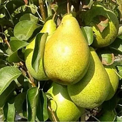 Груша ПАТЕН (ГЛУБОКСКАЯ)  Груша ПАТЕН (ГЛУБОКСКАЯ) в Ростове-на-Дону