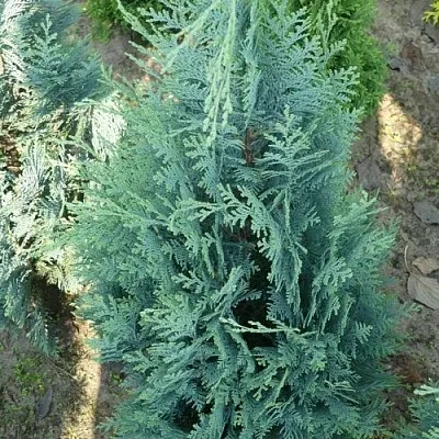 Кипарисовик КОЛУМНАРИС лавсона  Кипарисовик КОЛУМНАРИС лавсона в Ростове-на-Дону