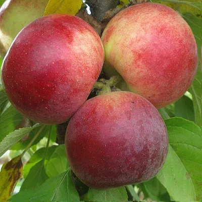 Яблоня БАЛЕРИНА ФЛАМЕНКО колонновидная  Яблоня БАЛЕРИНА ФЛАМЕНКО колонновидная в Ростове-на-Дону