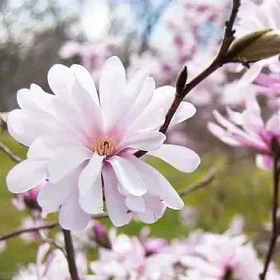 Магнолия РОЗЕЯ  Магнолия РОЗЕЯ в Ростове-на-Дону