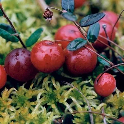 Клюква МАК ФАРЛИН  Клюква МАК ФАРЛИН в Ростове-на-Дону