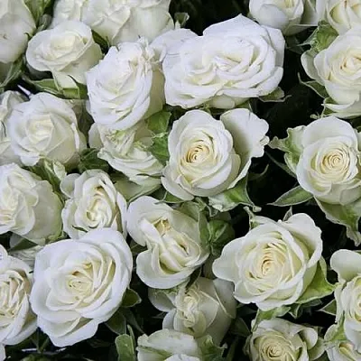 Саженцы роз СНОУФЛЕЙК спрей  Саженцы роз СНОУФЛЕЙК спрей в Ростове-на-Дону