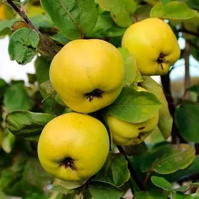 Айва ЯБЛОКОВИДНАЯ  Айва ЯБЛОКОВИДНАЯ в Ростове-на-Дону