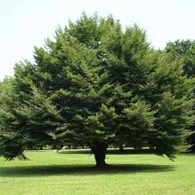 Бук обыкновенный  Бук обыкновенный в Ростове-на-Дону