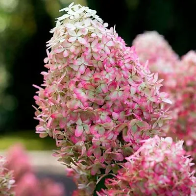 Гортензия РОЯЛ ФЛОВЕР метельчатая  Гортензия РОЯЛ ФЛОВЕР метельчатая в Ростове-на-Дону