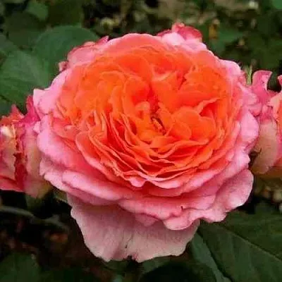 Саженцы роз НОТР ДАМ ДЮ РОЗЕР шраб  Саженцы роз НОТР ДАМ ДЮ РОЗЕР шраб в Ростове-на-Дону