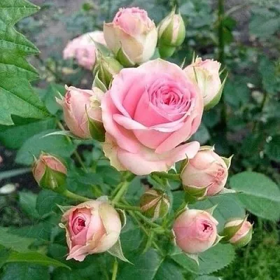 Саженцы роз МИМИ ЭДЕН спрей  Саженцы роз МИМИ ЭДЕН спрей в Ростове-на-Дону