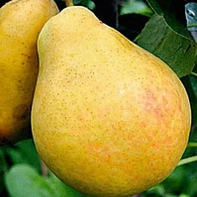 Груша САХАРНАЯ  Груша САХАРНАЯ в Ростове-на-Дону