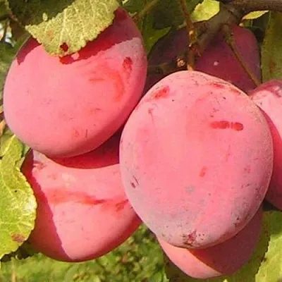 Слива ФАВОРИТЕ ДЕ СУЛТАНО  Слива ФАВОРИТЕ ДЕ СУЛТАНО в Ростове-на-Дону