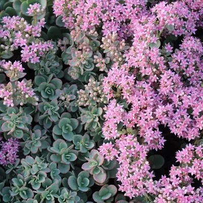 Очиток (седум) САНСПАРКЛЕР ЛАЙМ ЗИНГЕР  Очиток (седум) САНСПАРКЛЕР ЛАЙМ ЗИНГЕР в Ростове-на-Дону