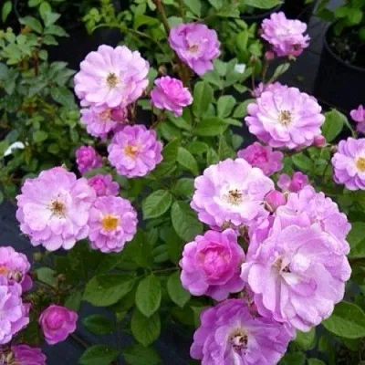 Саженцы роз РАЙМОНД ПРИВАТ полиантовая  Саженцы роз РАЙМОНД ПРИВАТ полиантовая в Ростове-на-Дону