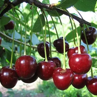 Вишня БЫСТРИНКА  Вишня БЫСТРИНКА в Ростове-на-Дону