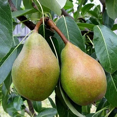 Груша ЯБЛУНИВСКАЯ  Груша ЯБЛУНИВСКАЯ в Ростове-на-Дону