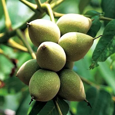 Орех МАНЬЧЖУРСКИЙ  Орех МАНЬЧЖУРСКИЙ в Ростове-на-Дону